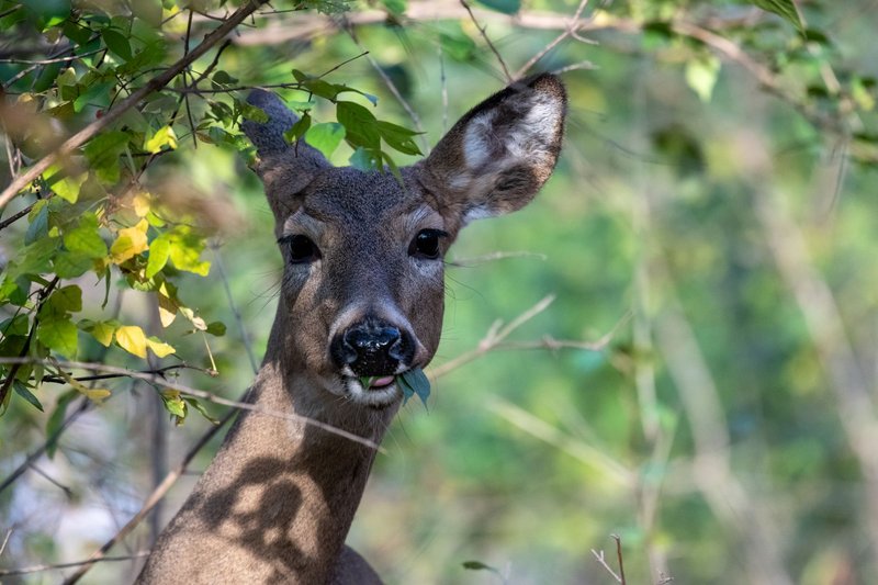 Close-up of a white-tailed deer in natural forest habitat.