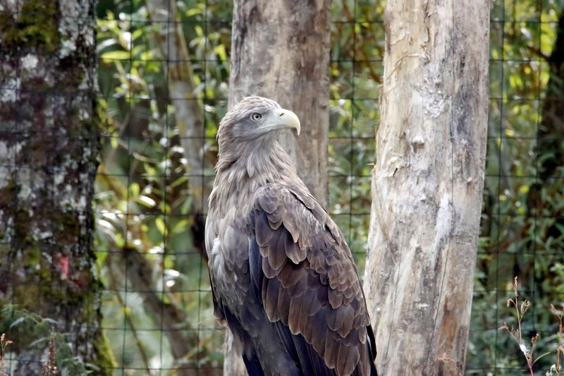 White-tailed eagle perched on a tree in natural forest habitat.