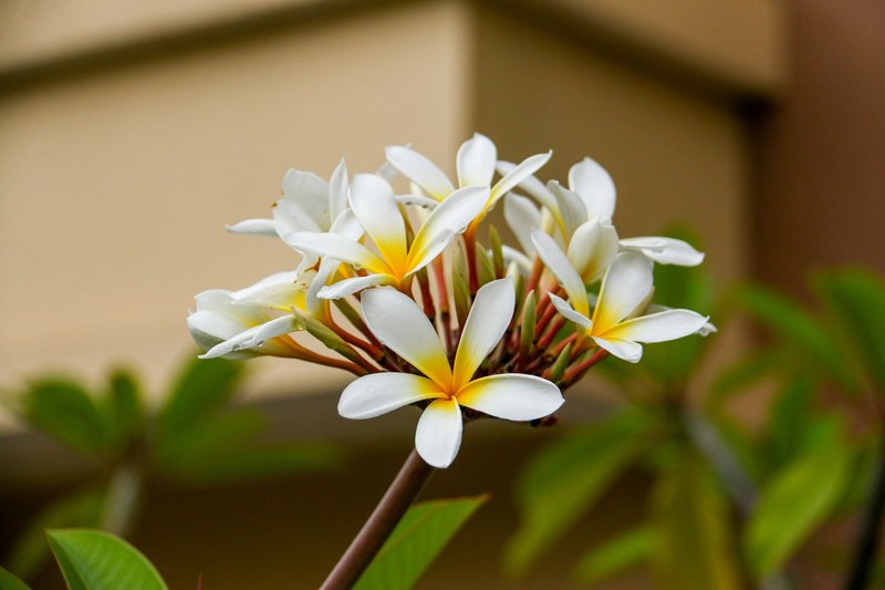 A vibrant cluster of white frangipani flowers with yellow centers in an outdoor setting.