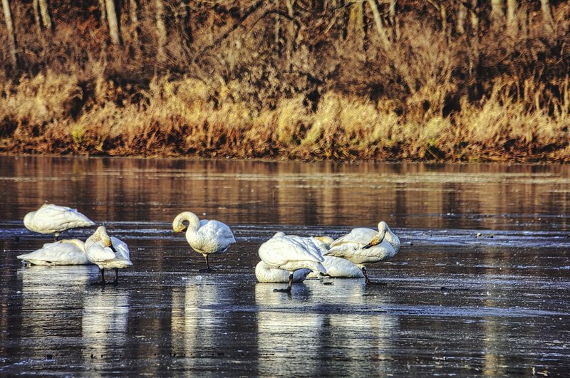 Group of whooper swans resting on a frozen lake in Altura, Minnesota during winter.