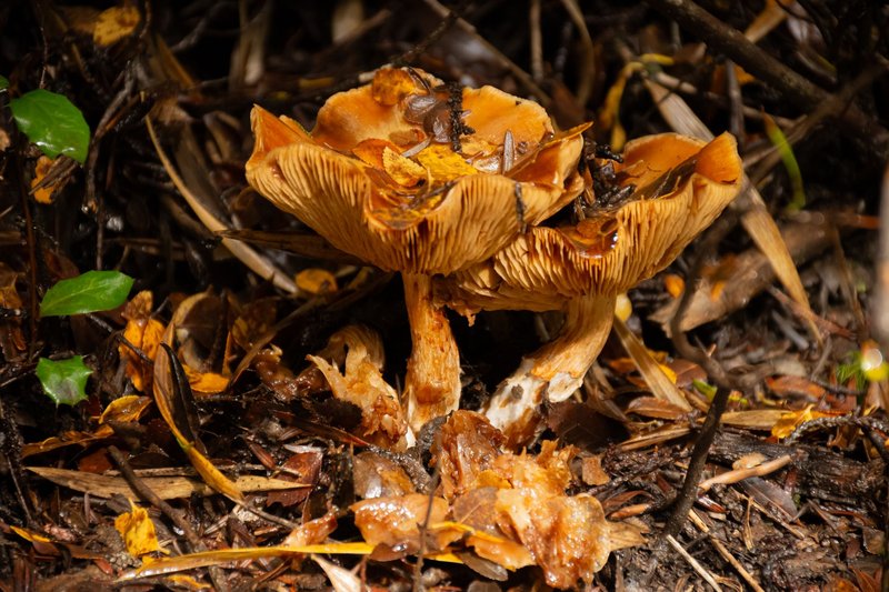 Pair of wild mushrooms growing amidst fallen leaves on a forest floor.