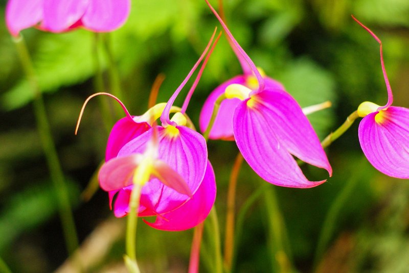 A close-up of vibrant pink Masdevallia orchids blooming outdoors against lush greenery.