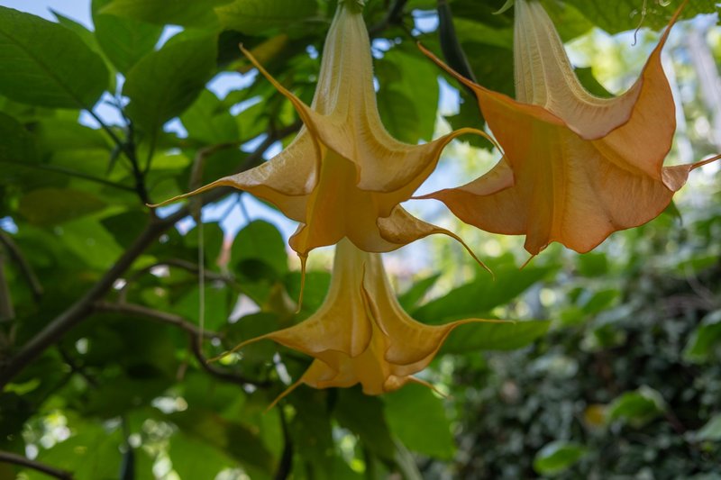 Close-up photo of golden angel's trumpets with lush green leaves in a garden setting.