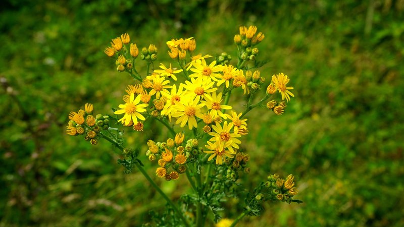 A close-up of vibrant yellow wildflowers blooming in a lush green field.