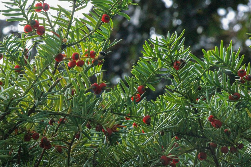 Close-up of a yew tree with rich green foliage and vibrant red berries, perfect for nature themes.