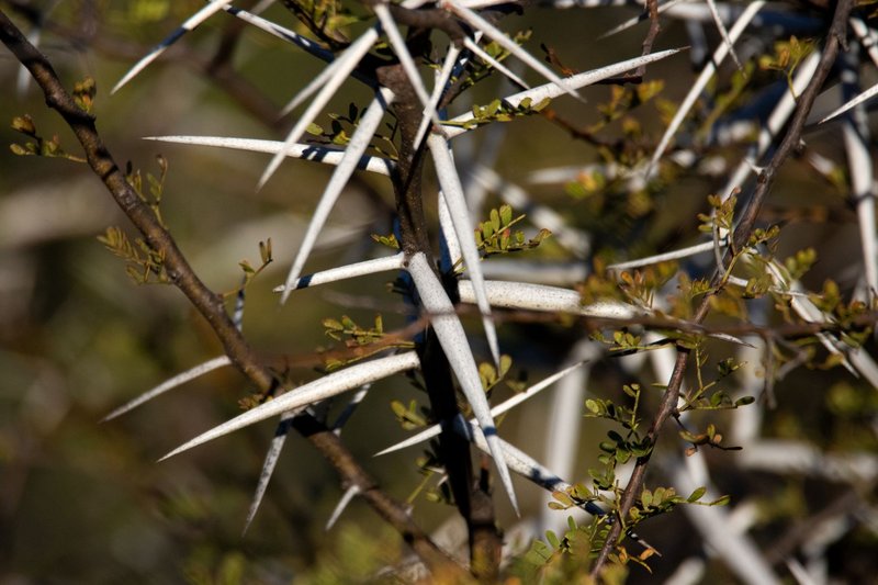 Detailed view of a plant with sharp thorns and leaves in its natural habitat.