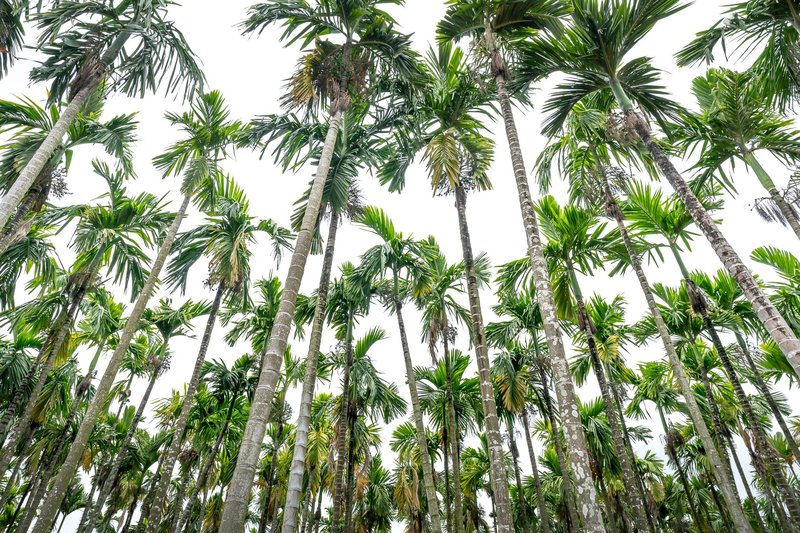 Low-angle view of lush tropical palm trees reaching towards the sky, evoking a serene and tropical atmosphere.