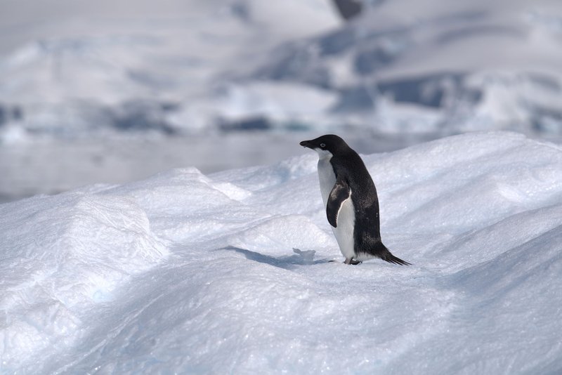 Adelie penguin stands on icy landscape in Antarctica under the bright sun.