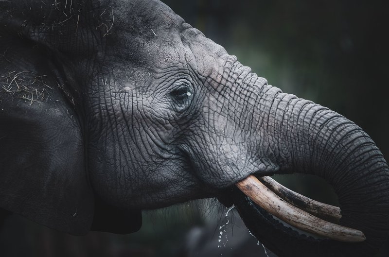 Close-up of an African elephant drinking, showcasing its tusks and wet trunk.