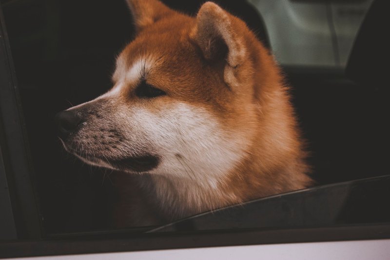 Cute Shiba Inu dog looking out the car window with a thoughtful expression.