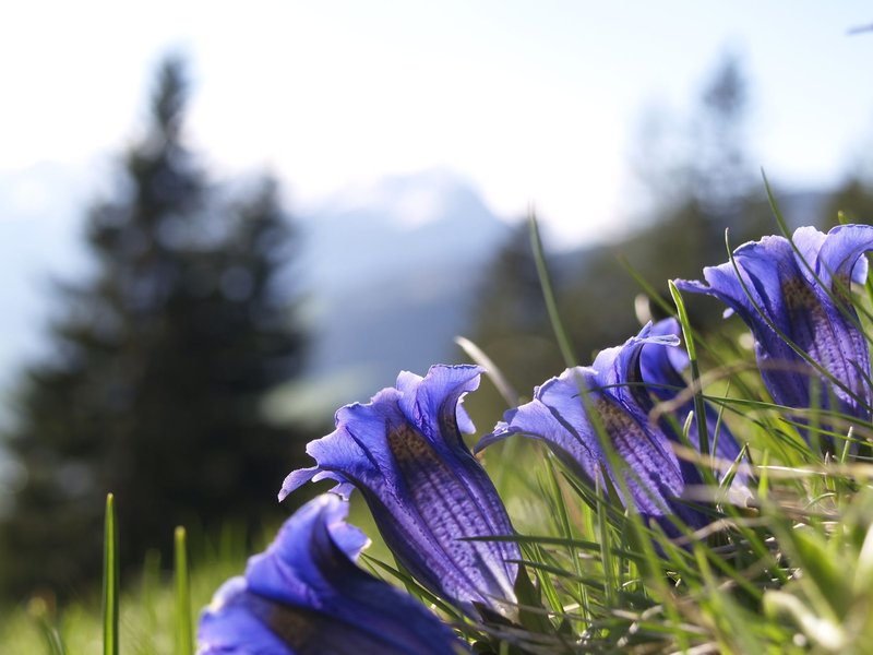 Vibrant blue gentian flowers blooming in an alpine meadow with a blurred forest backdrop.
