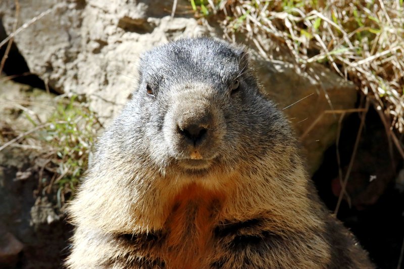 Detailed close-up portrait of an Alpine marmot in its natural habitat.