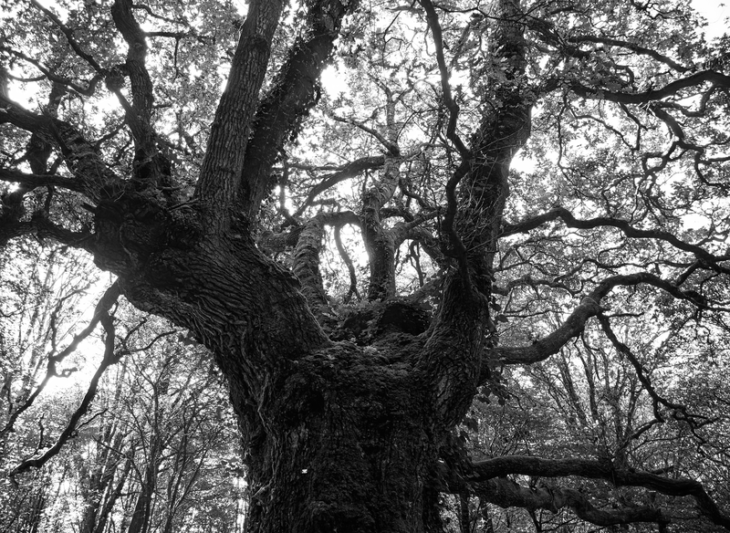 A striking black and white image of a majestic oak tree from below, showcasing its intricate branches.