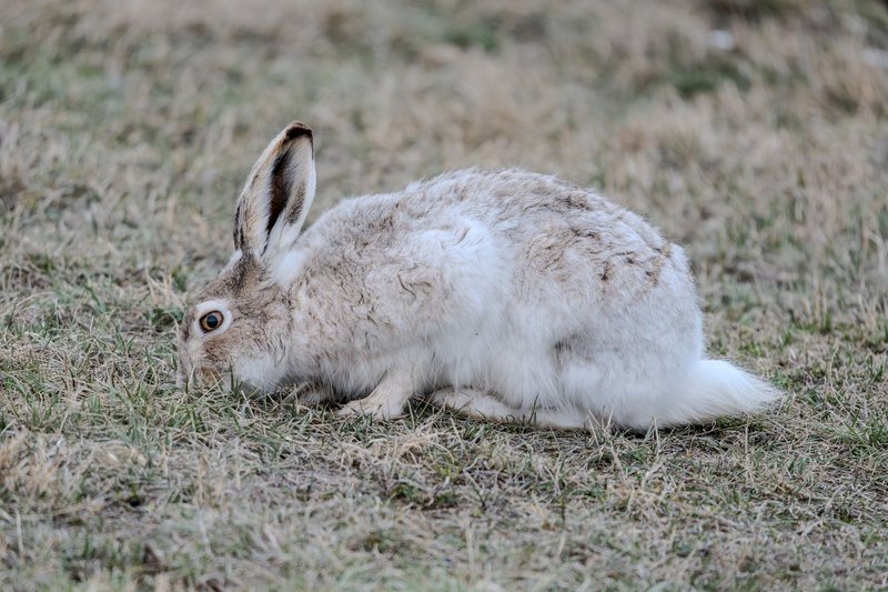 Close-up of a white Arctic hare foraging on grass in natural surroundings.