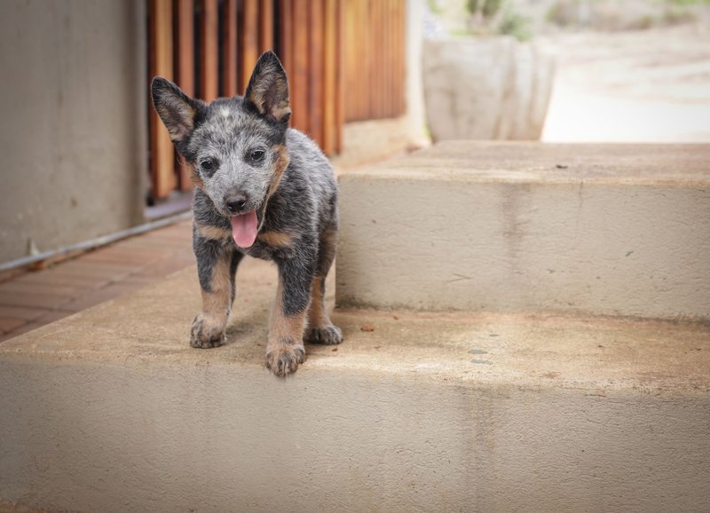 Cute Blue Heeler puppy standing on outdoor steps looking playful and curious.