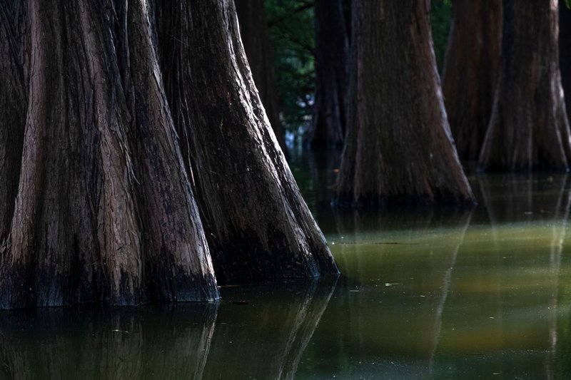Tranquil wetland scene featuring the massive trunks of cypress trees casting reflections on the water.