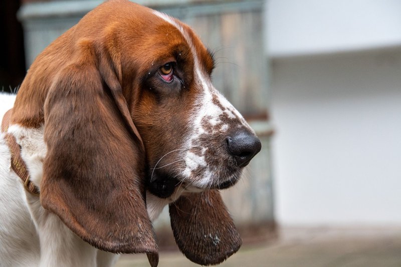 A detailed close-up of a basset hound showing its distinctive floppy ears and thoughtful expression.