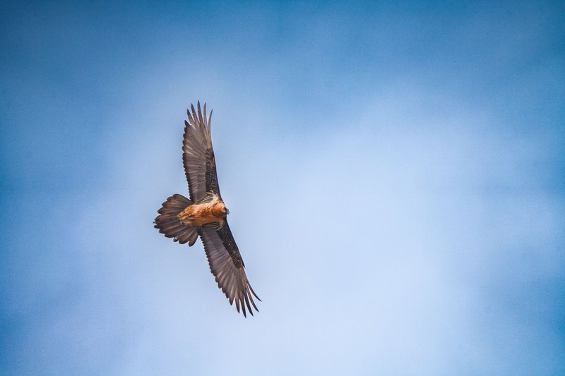 A bearded vulture majestically soars across a clear blue sky, exhibiting its grace.