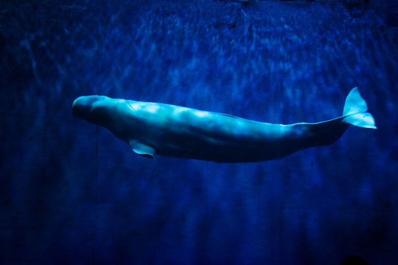 A stunning photograph of a beluga whale swimming gracefully underwater in deep blue water.