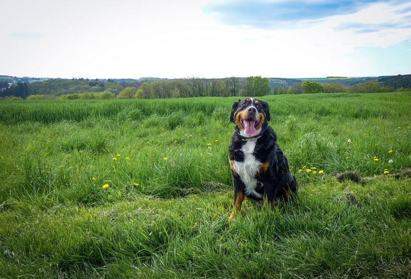 A happy Bernese mountain dog sits in a lush green field under a clear sky.