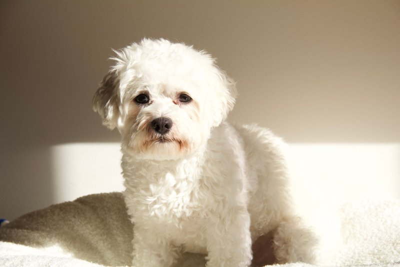 Fluffy white Bichon Frise dog sitting on a carpet with sunlight shining in.