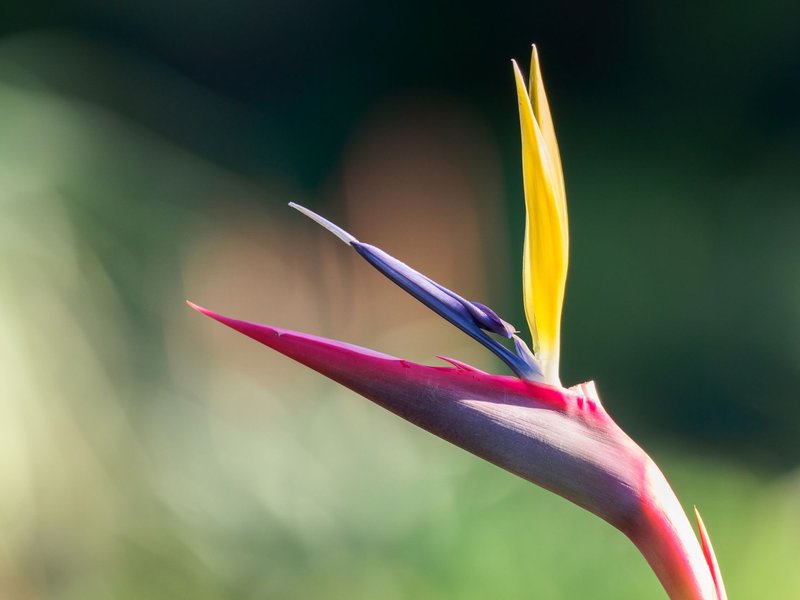 A stunning Bird of Paradise flower in full bloom, captured in a vibrant garden setting in Cape Town.