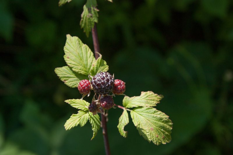 Detailed view of black raspberries on a vine with green leaves in the Catskill Mountains.