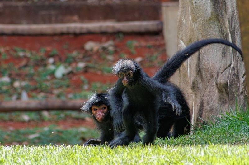 Two black spider monkeys interact in a lush outdoor setting in Pará, Brazil.