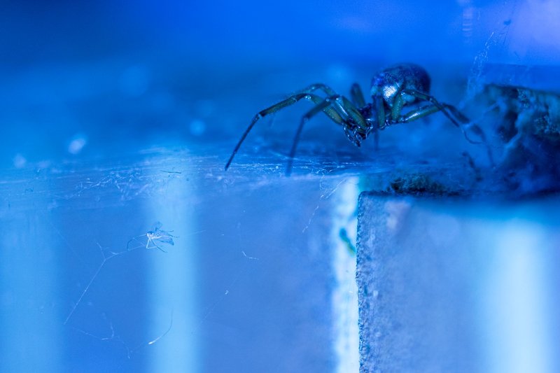 Close-up of a false widow spider capturing prey in a web. Rich blue tones and macro details.