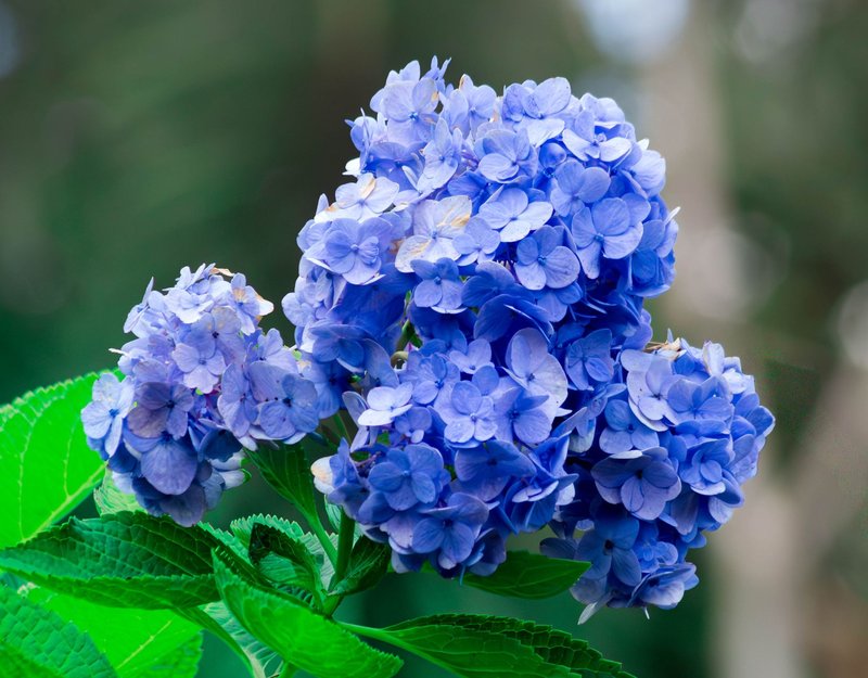 Close-up of vibrant blue hydrangea flowers in full bloom, showcasing nature's beauty and intricate details.