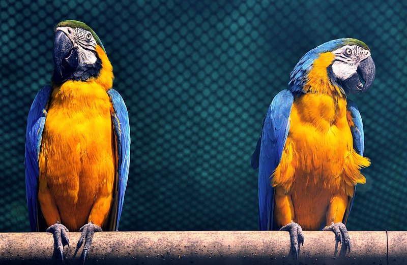 Two colorful macaws perched on a branch, showcasing their vivid plumage in a zoo enclosure.