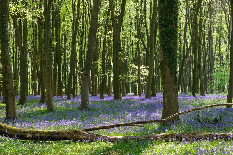 Serene springtime view of bluebell woodland with sun-dappled trees in England.