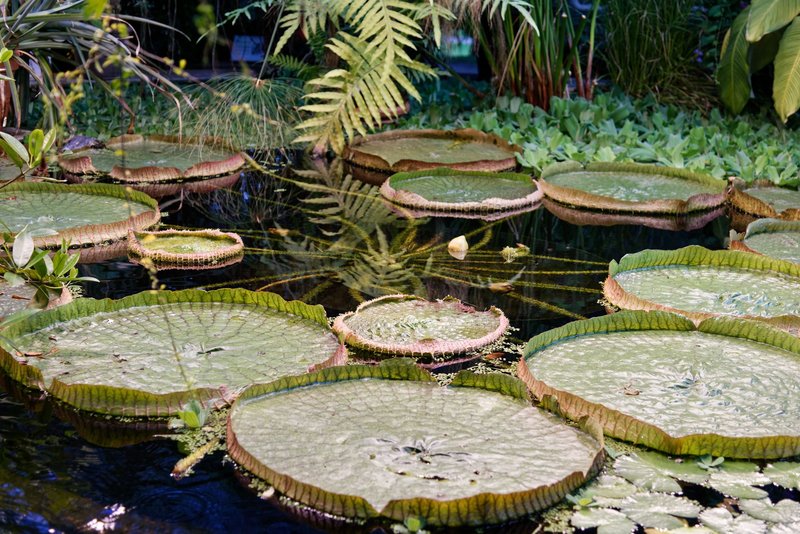 Giant water lilies floating on a serene tropical pond surrounded by lush greenery.