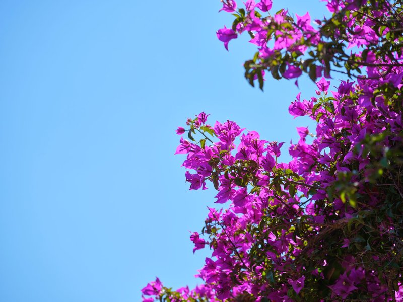 A stunning view of bright purple bougainvillea blooms against a clear blue sky, capturing nature's vibrant beauty.