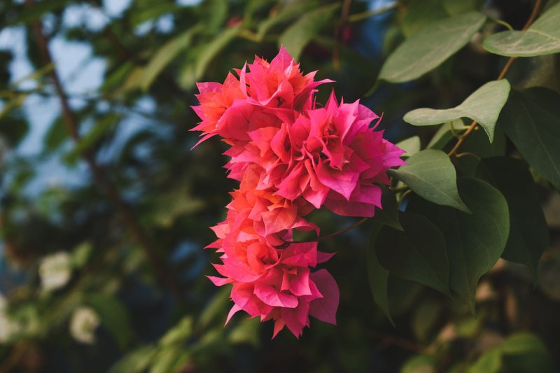 Stunning close-up of vibrant pink bougainvillea blossoms against green leaves.