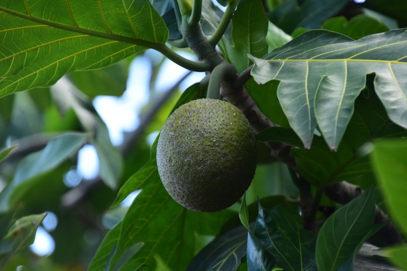 Detailed view of a green breadfruit hanging on a tree with lush leaves.
