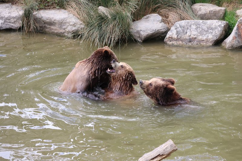 Three brown bears engaging in playful behavior in a rocky pool setting.