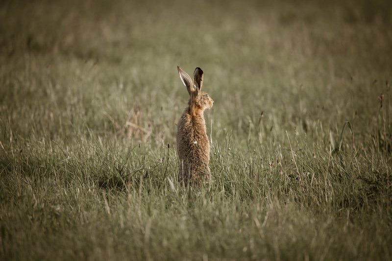 Adorable brown hare standing alert in a green field, showcasing its long ears and furry body.