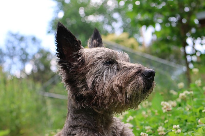 Cairn Terrier dog portrait amidst lush green grass and blooming clovers in spring garden.