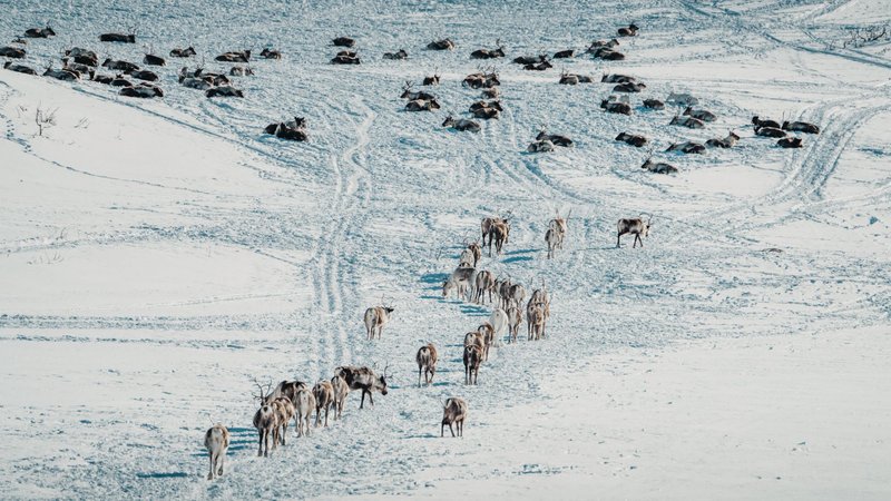 A herd of reindeer travels across a snowy terrain in Norway, capturing the essence of Arctic wildlife migration.
