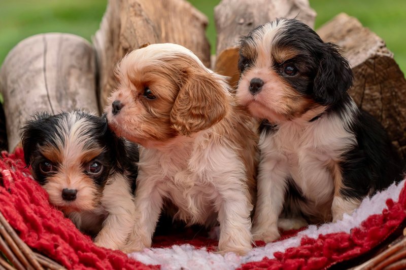 Three cute Cavalier King Charles Spaniel puppies nestled in a cozy basket.