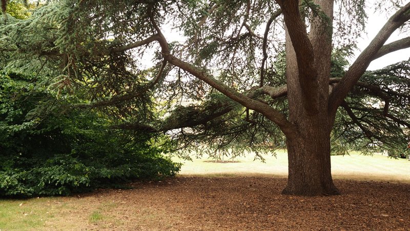 A large cedar tree with sprawling branches in a serene park environment, perfect for nature themes.
