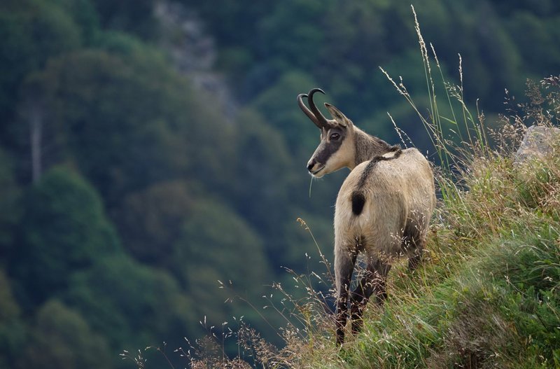 A chamois goat stands majestically on a grassy mountain slope.