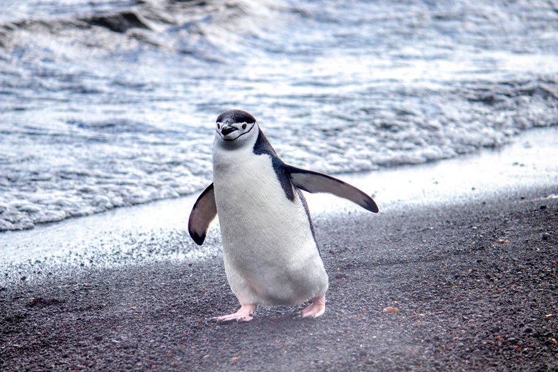 Chinstrap penguin walking on the beach in Antarctica near Elephant Island.