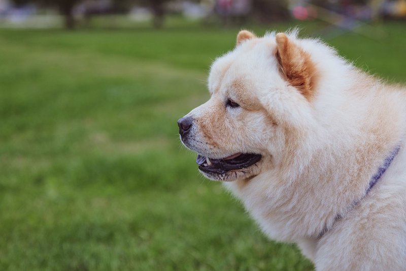 Close-up of a fluffy chow chow dog enjoying a sunny day in a park.