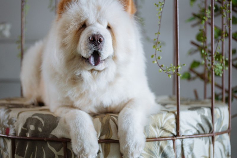 Adorable Chow Chow dog lounging indoors, surrounded by greenery.