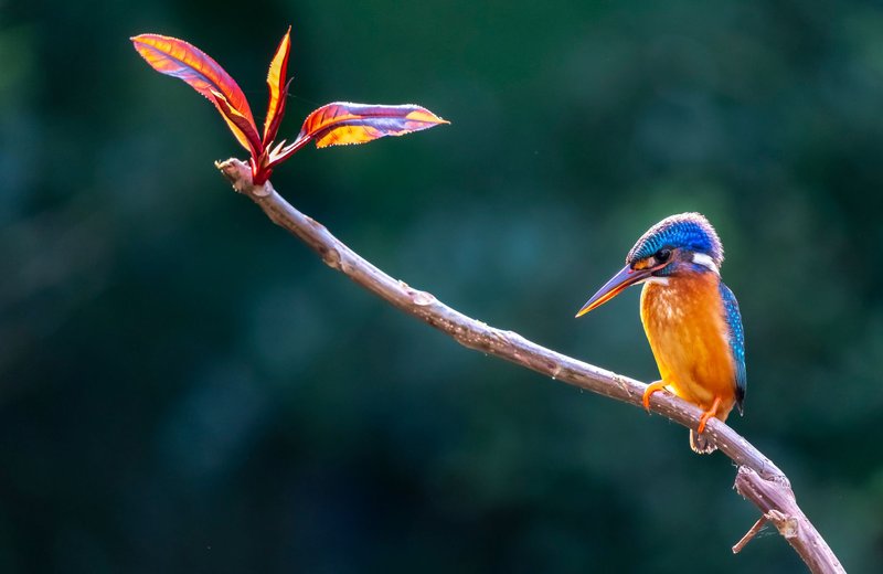 A vibrant kingfisher perched on a branch next to colorful leaves, showcasing nature's beauty.