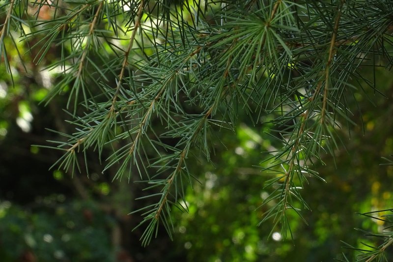 Detailed image of a pine tree branch with sharp green needles outdoors in sunlight.