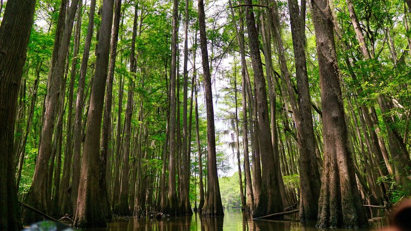 Serene view of tall cypress trees in a swamp, creating a lush natural landscape.