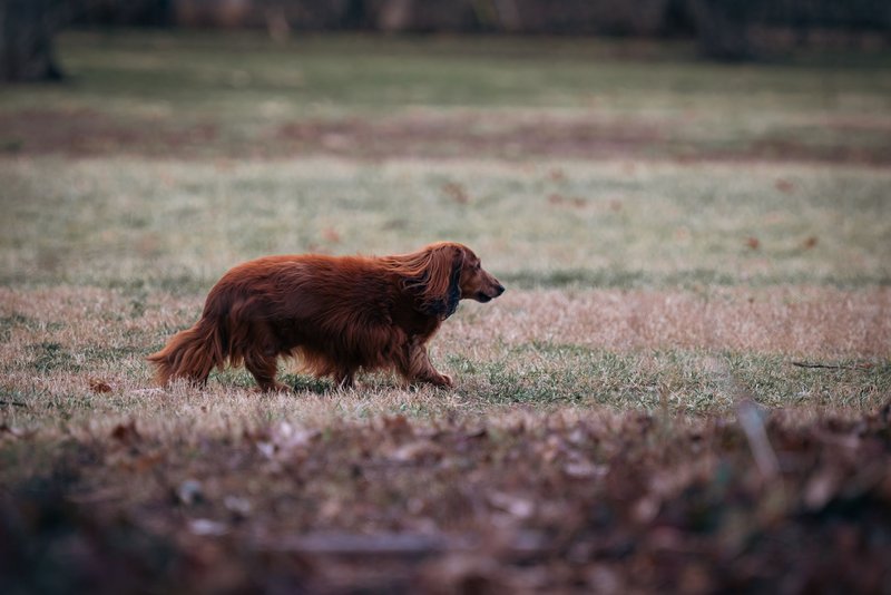 A long-haired Dachshund leisurely walking in an autumn countryside field.